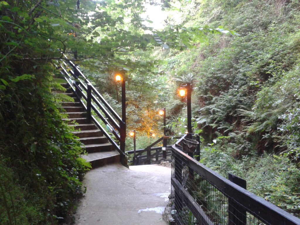 Steps and dense greenery inside Shanklin Chine.