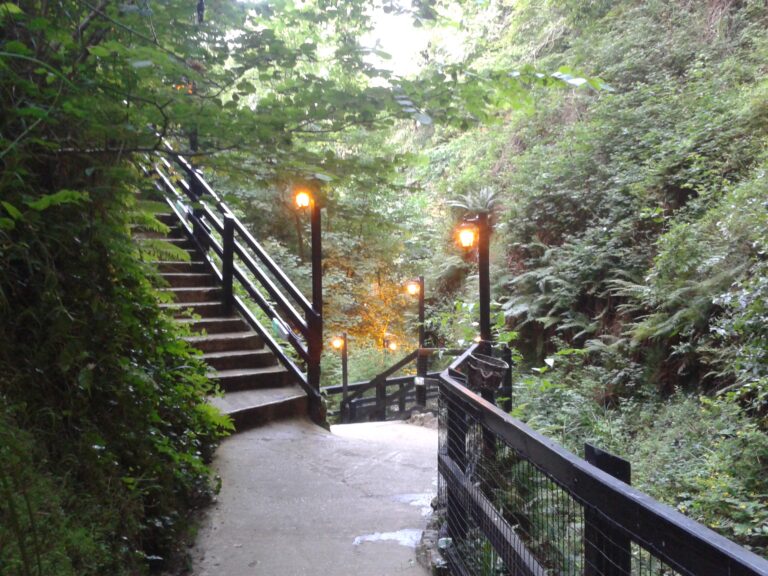 Steps and dense greenery inside Shanklin Chine.