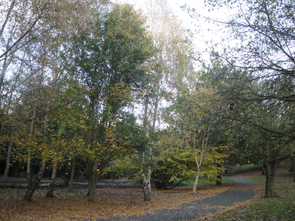 Autumnal trees and planting in Ventnor Botanic Garden.