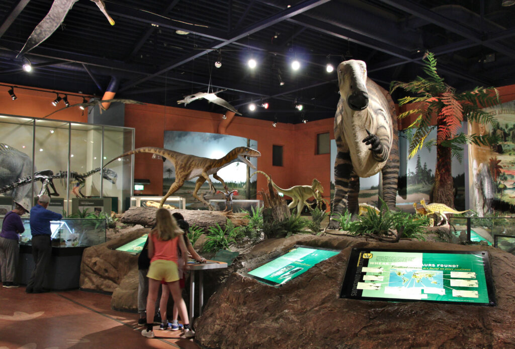Dinosaur skeleton displays in the main gallery at Dinosaur Isle Museum.